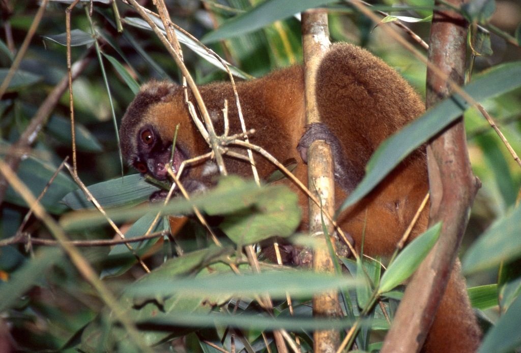 Golden Bamboo Lemur reference