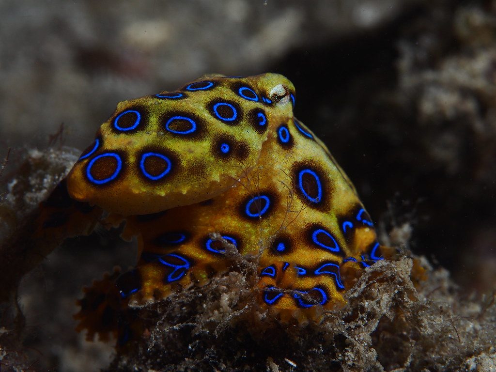 Greater Blue-ringed Octopus reference