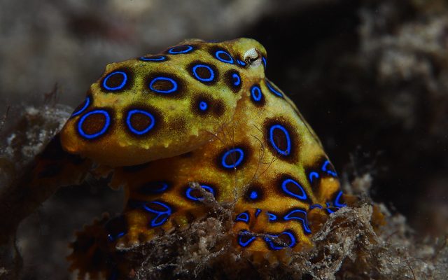 Greater Blue-ringed Octopus reference