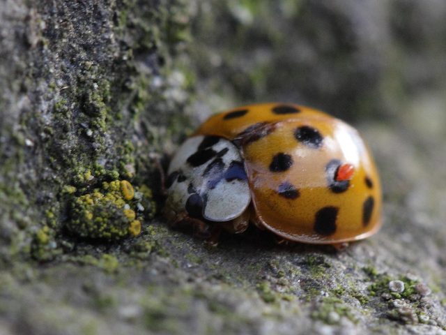 Asian Lady Beetle reference
