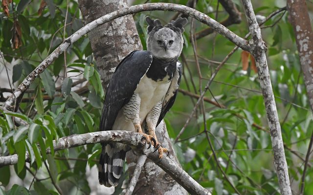Harpy Eagle reference