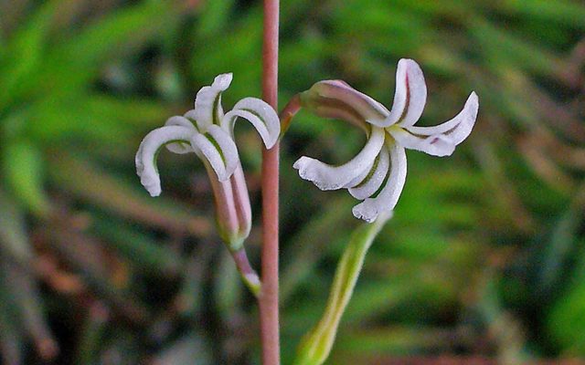 Zebra Haworthia reference