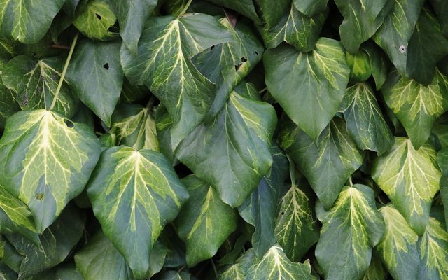 Persian Ivy reference