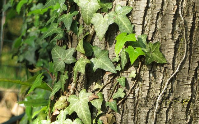 English Ivy reference
