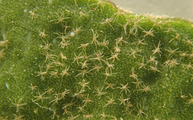 Irish Ivy reference