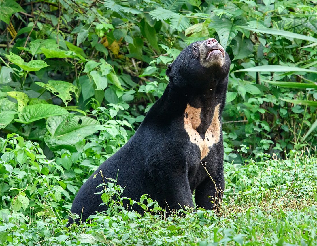 Sun Bear reference