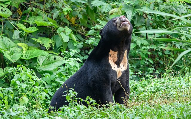 Sun Bear reference