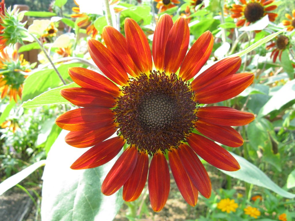 Common Sunflower reference