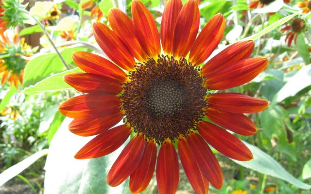 Common Sunflower reference