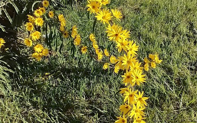 Maximilian Sunflower reference