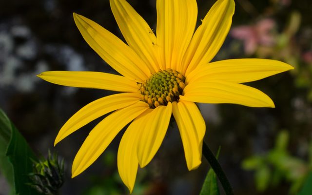 Jerusalem Artichoke reference