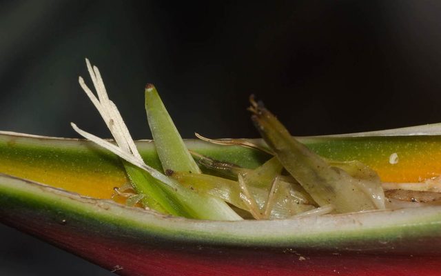 Lobster-claw Heliconia reference