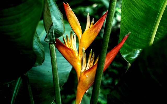 Parrot's Beak reference