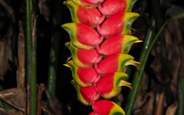 Hanging Lobster Claw reference