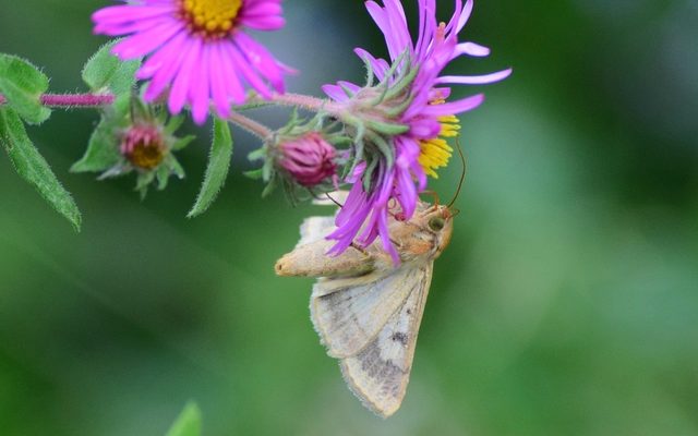 Corn Earworm reference