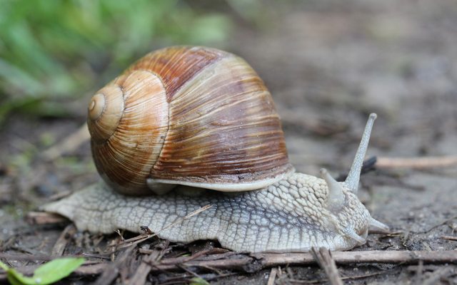Roman Snail reference
