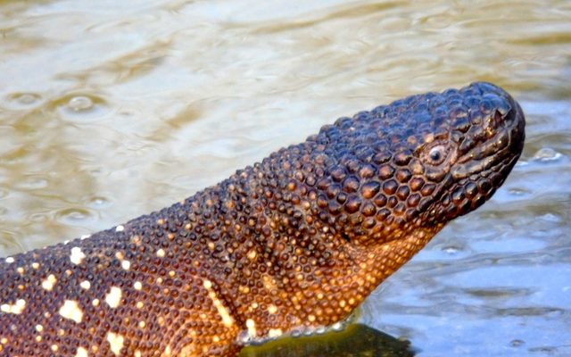 Mexican Beaded Lizard reference