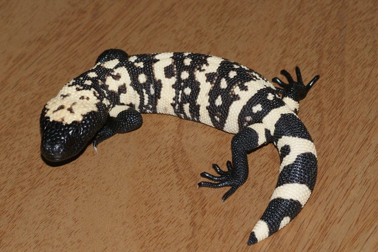 Gila Monster reference