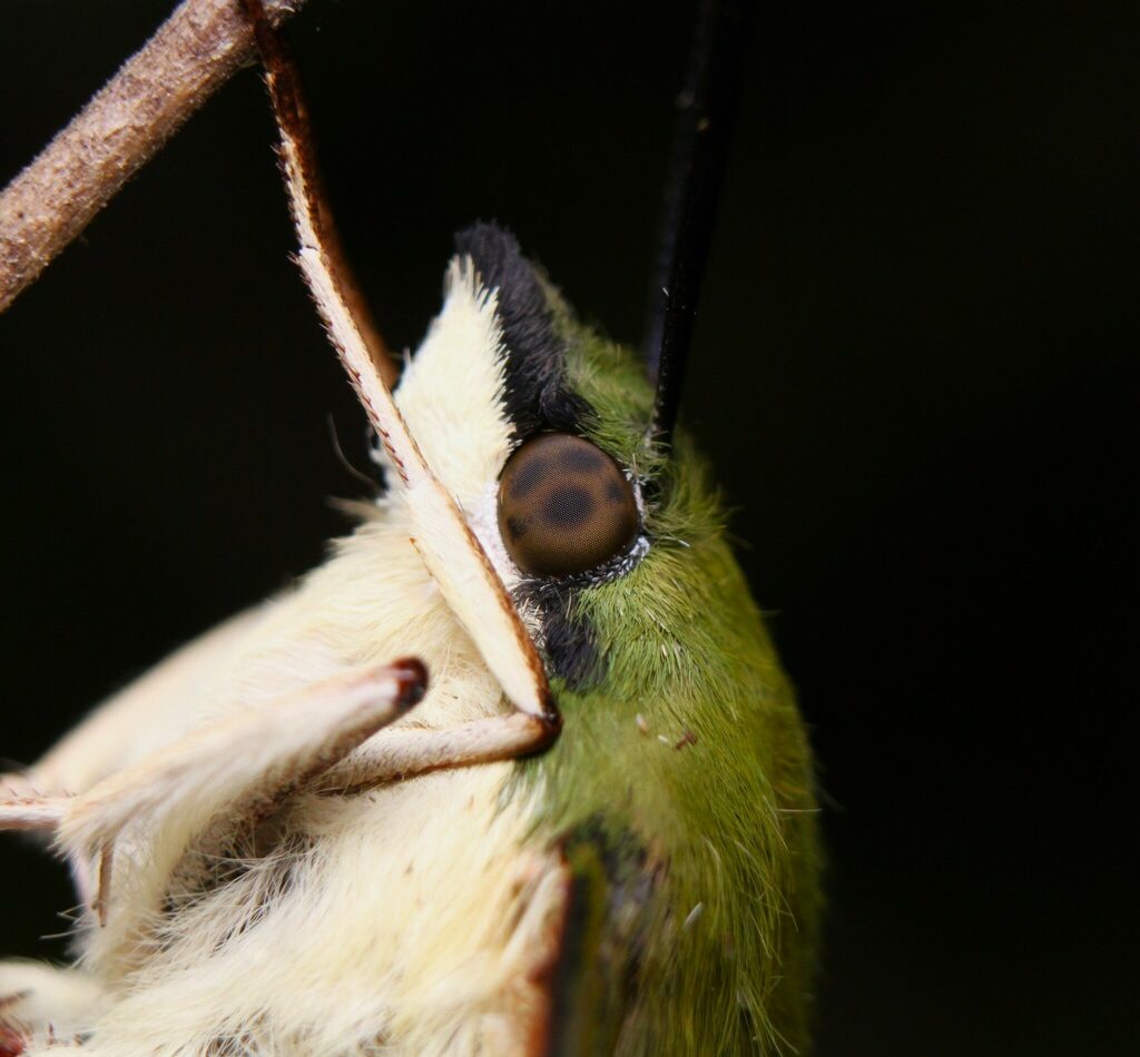 Hummingbird Clearwing reference