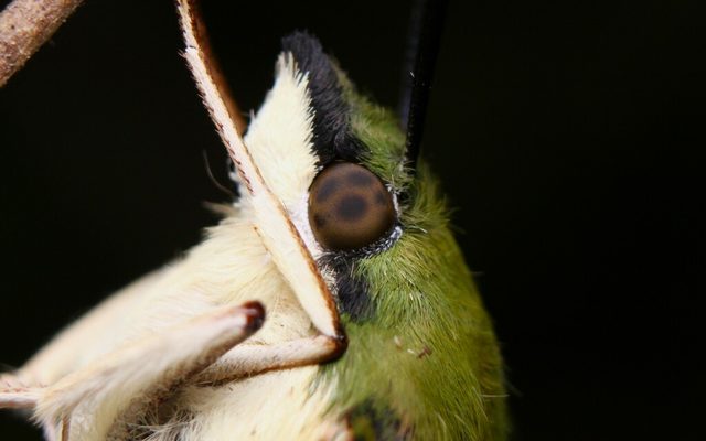 Clearwing Hummingbird Moth reference