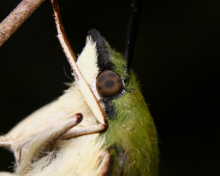Hummingbird Clearwing