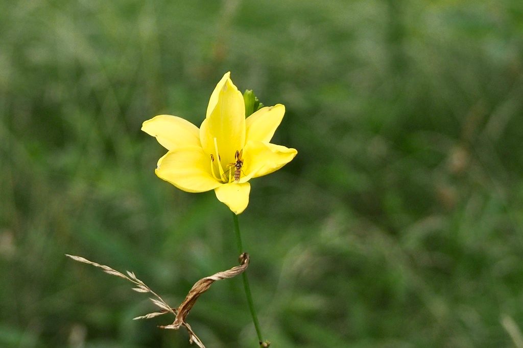 Citron Day-lily reference
