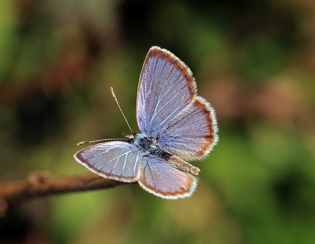 Hemiargus hanno reference