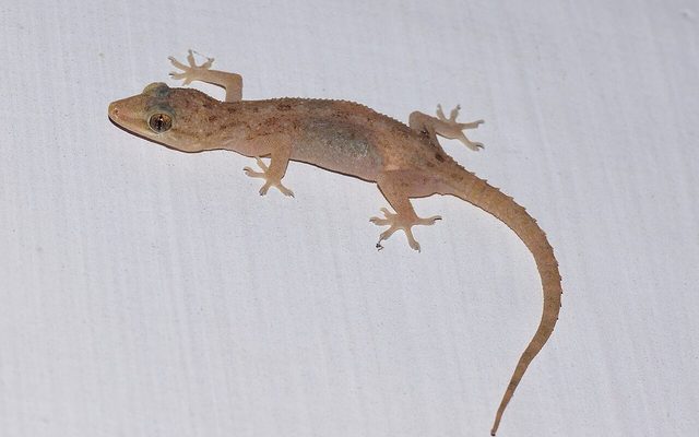 Common House Gecko reference