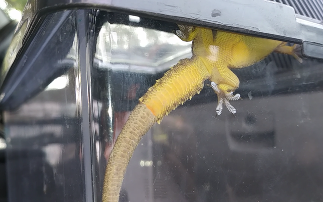 Indo-Pacific Gecko reference