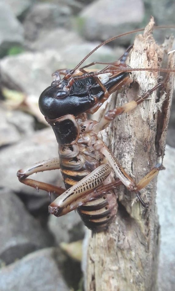 Wellington Tree Weta reference