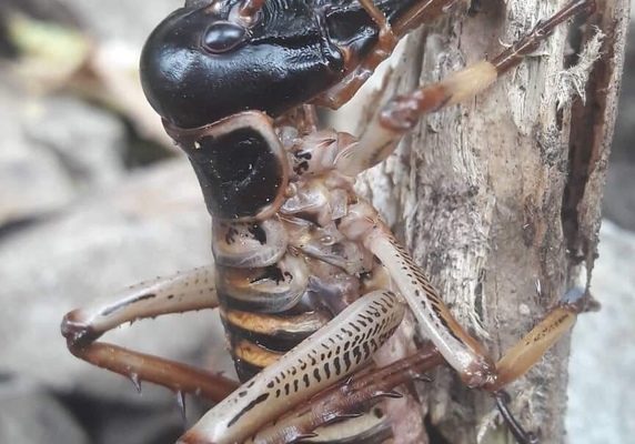 Wellington Tree Wētā reference