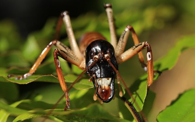 Auckland Tree Weta reference