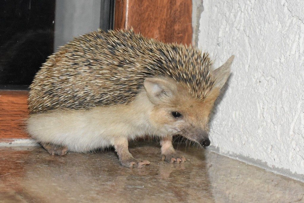 Long-eared Hedgehog reference