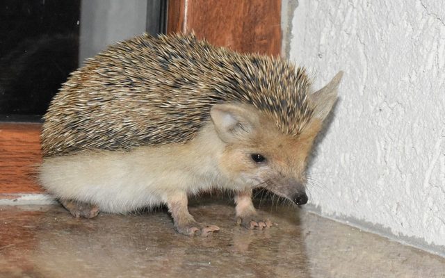 Long-eared Hedgehog reference