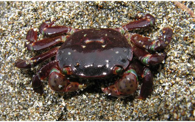 Purple Shore Crab reference
