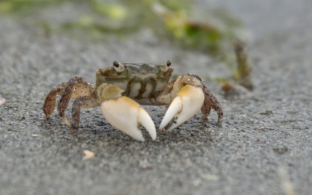 Yellow Shore Crab reference
