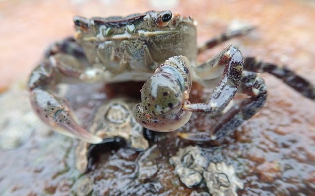 Asian Shore Crab reference