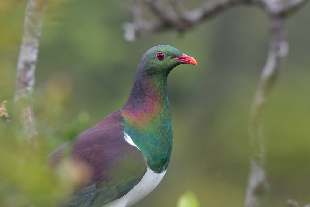 New Zealand Pigeon reference