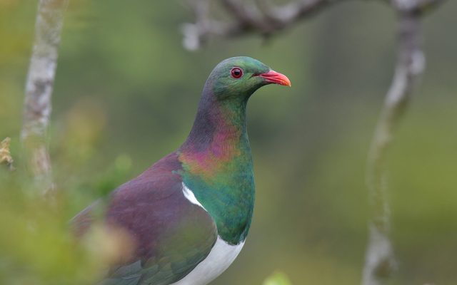 Kereru reference