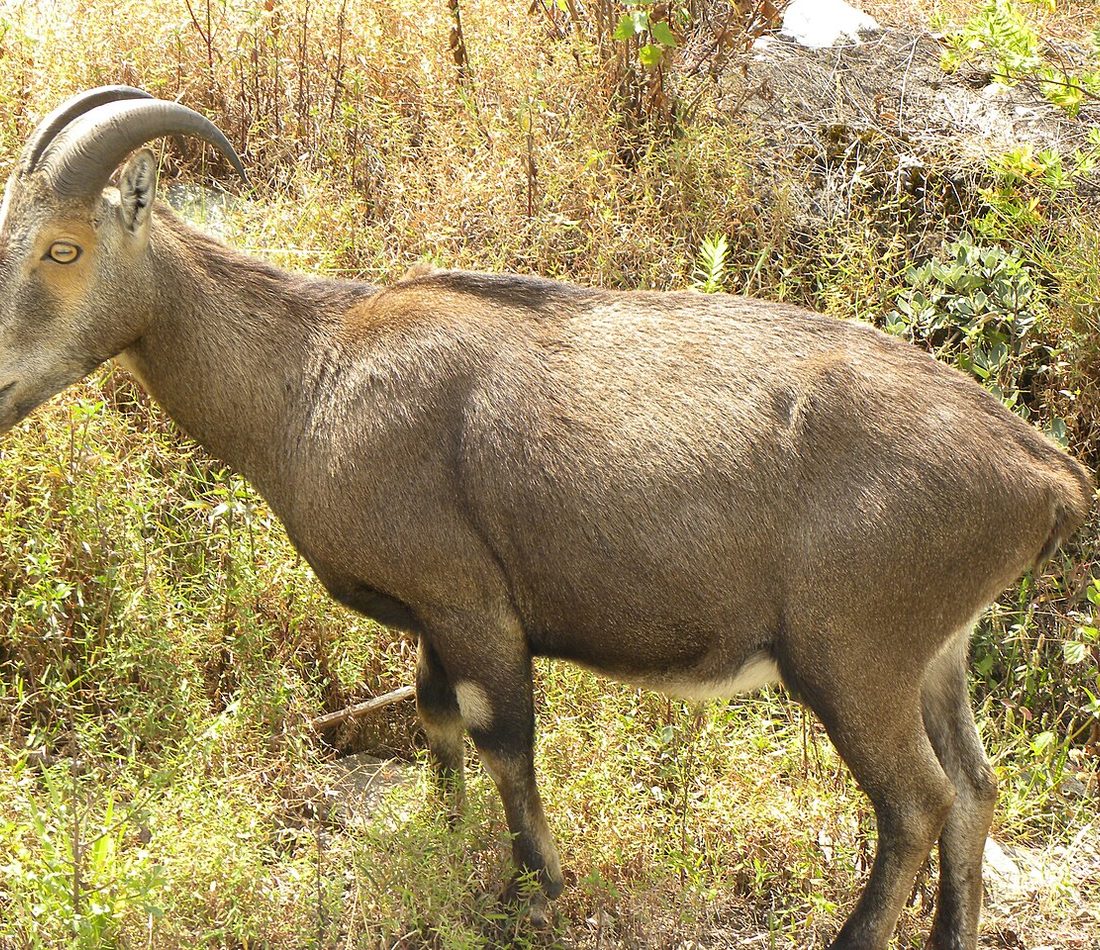 Nilgiri Tahr reference