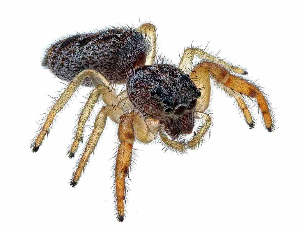 White-jawed Jumping Spider reference