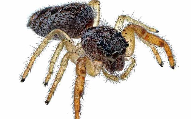 White-Jawed Jumping Spider reference