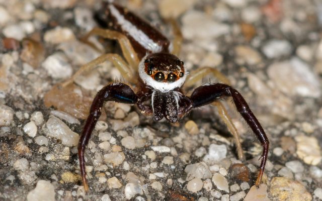 Common Bronze Jumper reference