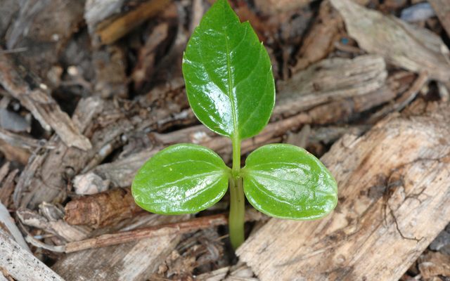 Australian Umbrella Tree reference