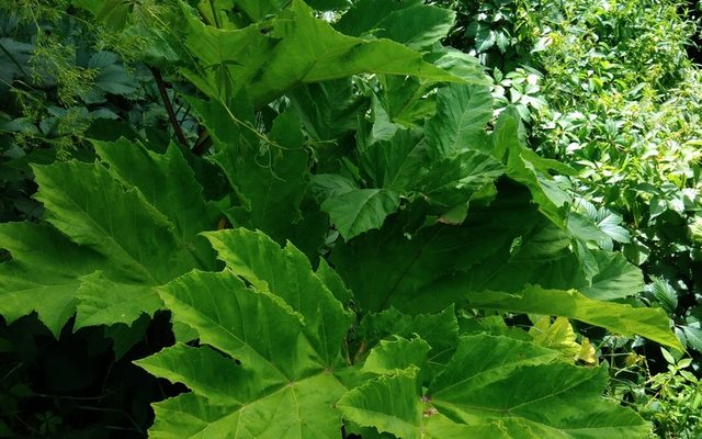 Giant Hogweed reference
