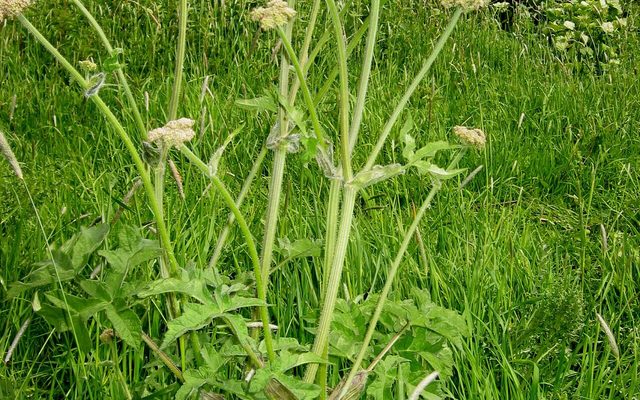 Hogweed reference