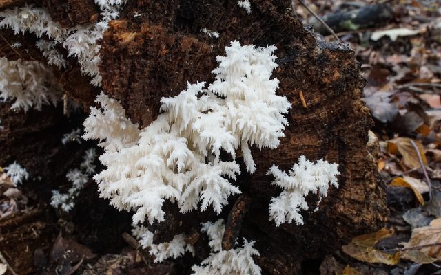 Coral Tooth Fungus reference