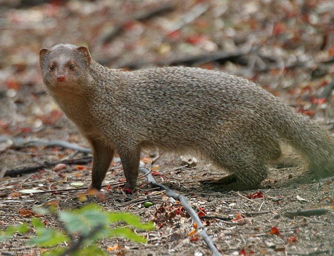 Indian Grey Mongoose reference