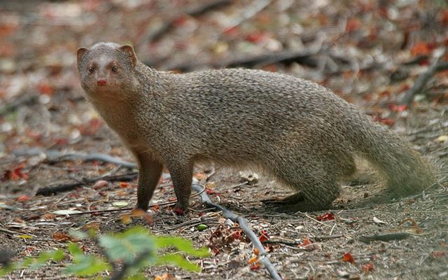 Indian Grey Mongoose reference