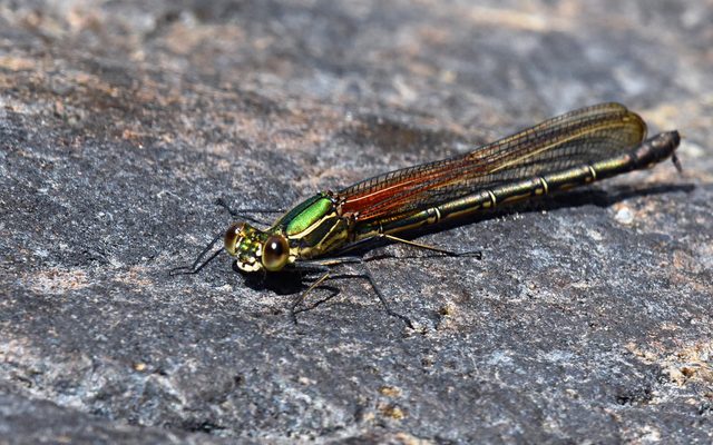 American Rubyspot reference